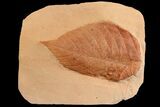 Red Fossil Hazelnut Leaf (Corylus) - Montana #165061-1